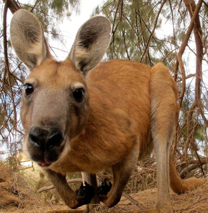 Culture and Nature Australia